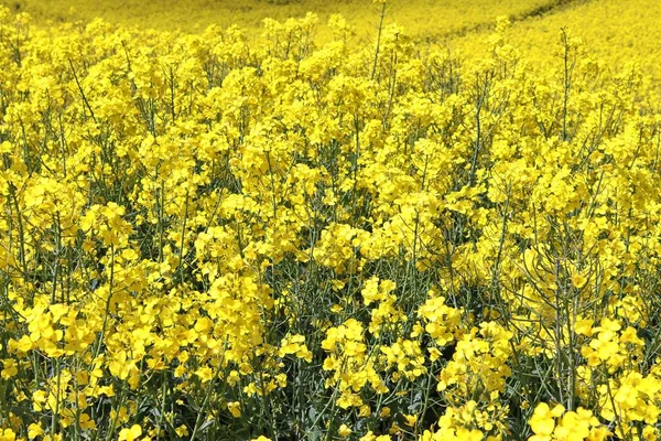 Красиве Жовте Поле Ріпаку Насіння Сонячним Синім Небом Влітку Зустрічається — стокове фото