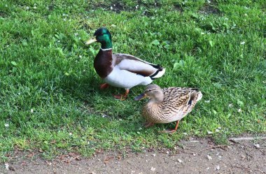 İlkbaharda bir gölette yeşil çimenler üzerinde koşan ördekler