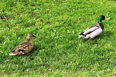 İlkbaharda bir gölette yeşil çimenler üzerinde koşan ördekler