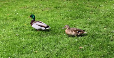 İlkbaharda bir gölette yeşil çimenler üzerinde koşan ördekler