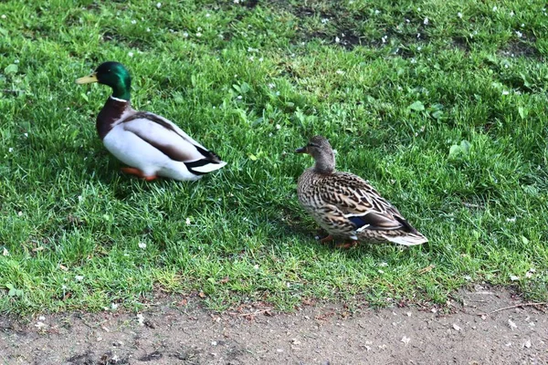 Ducks running on green grass at a pond in spring