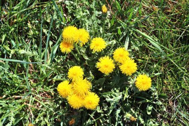 Baharda yeşil bir çayırda sarı ve gri karahindiba çiçeğinin yakın