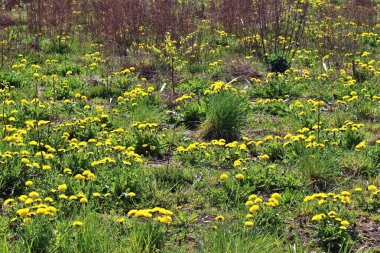 Baharda yeşil bir çayırda sarı ve gri karahindiba çiçeğinin yakın