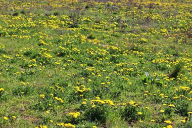 Baharda yeşil bir çayırda sarı ve gri karahindiba çiçeğinin yakın