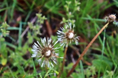Baharda yeşil bir çayırda sarı ve gri karahindiba çiçeğinin yakın