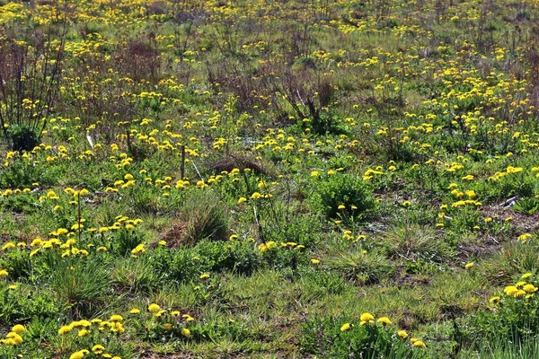 Gros Plan Fleur Pissenlit Jaune Gris Sur Une Prairie Verte — Photo