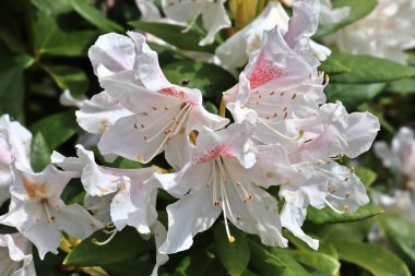 Bir çiçek yatağına yerleştirilen farklı renklerde güzel bahar çiçekleri