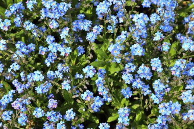 Bir çiçek yatağına yerleştirilen farklı renklerde güzel bahar çiçekleri