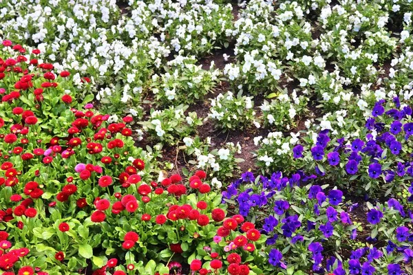 Beautiful Spring Flowers Different Colors Placed Flower Bed — Stock Photo, Image