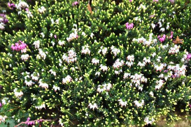 Bir çiçek yatağına yerleştirilen farklı renklerde güzel bahar çiçekleri