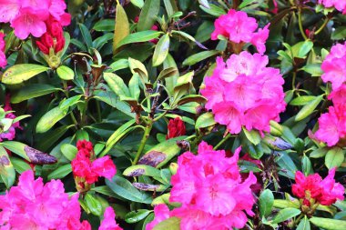 Bir çiçek yatağına yerleştirilen farklı renklerde güzel bahar çiçekleri