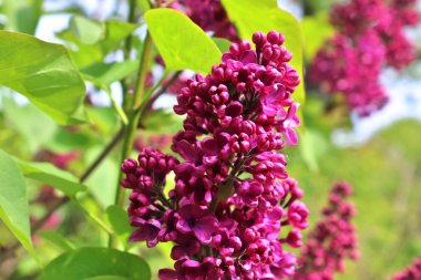 Bir çiçek yatağına yerleştirilen farklı renklerde güzel bahar çiçekleri