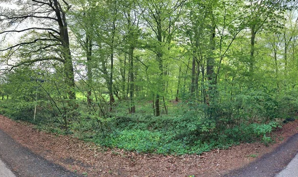 Paisagem Florestal Natural Altamente Detalhada Panorama Alta Resolução Visto Europa — Fotografia de Stock