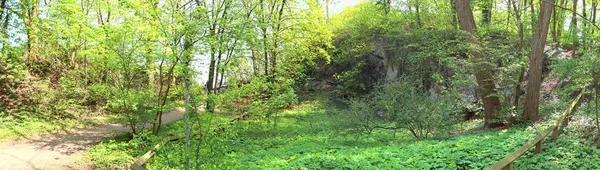 Hochdetaillierte Natürliche Waldlandschaft Einem Hochauflösenden Panorama Aus Nordeuropa — Stockfoto