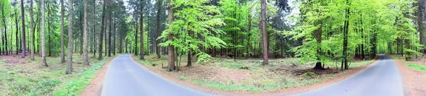 Zeer Gedetailleerd Natuurlijk Boslandschap Een Hoge Resolutie Panorama Gezien Het — Stockfoto