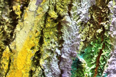 Grafiti boya ile püskürtülür renkli ağaç kabuğu yüzeyini yakın