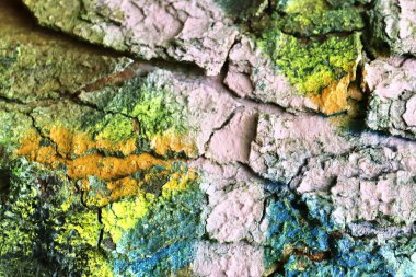 Grafiti boya ile püskürtülür renkli ağaç kabuğu yüzeyini yakın