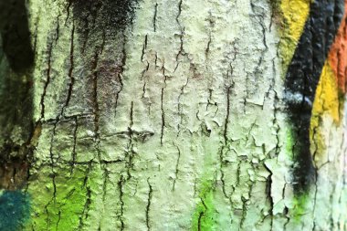Grafiti boya ile püskürtülür renkli ağaç kabuğu yüzeyini yakın