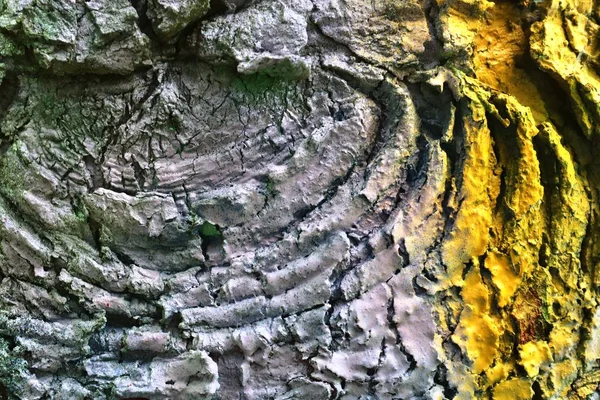 Zbliżenie Powierzchni Kolorowych Drzew Kory Spryskiwane Farbą Graffiti — Zdjęcie stockowe