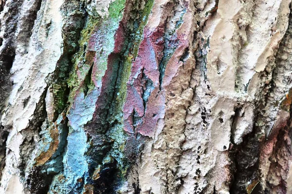 Close up surface of colorful tree bark sprayed with graffiti paint