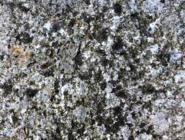 Kuzey Almanya'da kireç dağları yüzeyinin detaylı yakın doku çekimleri