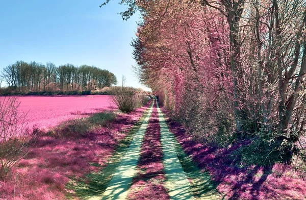 Beautiful and colorful fantasy landscape in an asian purple infrared photo style