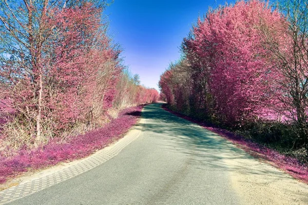 Beautiful and colorful fantasy landscape in an asian purple infrared photo style