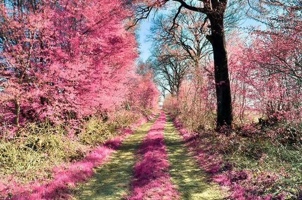 Beautiful and colorful fantasy landscape in an asian purple infrared photo style