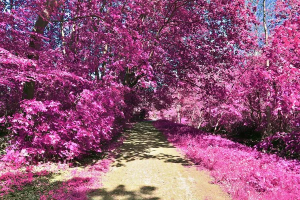 Beautiful and colorful fantasy landscape in an asian purple infrared photo style