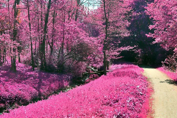 Asya mor kızılötesi fotoğraf stilinde güzel ve renkli fantezi manzara