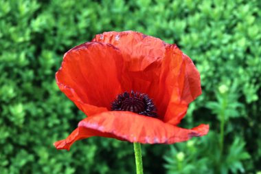 Yeşil bir bahçede güzel kırmızı haşhaş çiçeği