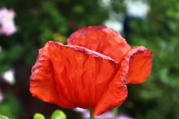 Beautiful Red Poppy Blossom Green Garden — Stock Photo, Image