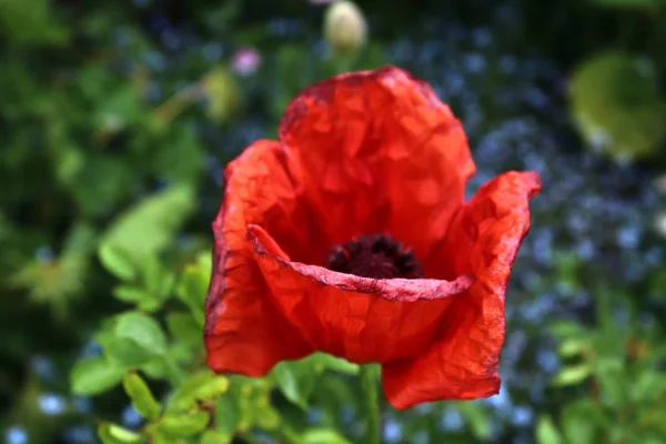 緑の庭で美しい赤いケシの花 — ストック写真