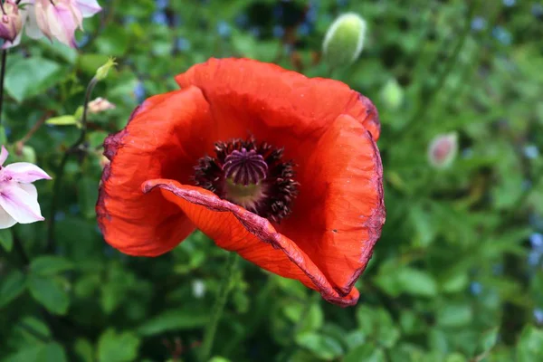 Bela Flor Papoula Vermelha Jardim Verde — Fotografia de Stock