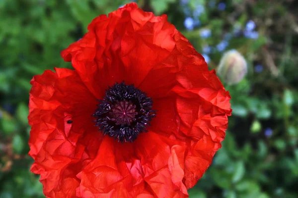 Όμορφο Κόκκινο Λουλούδι Παπαρούνας Έναν Καταπράσινο Κήπο — Φωτογραφία Αρχείου