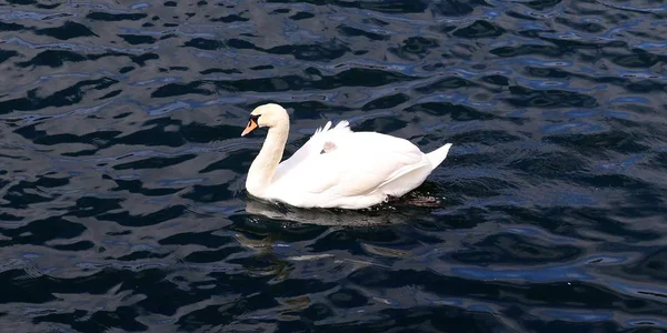 Hermosa Pareja Cisnes Blancos Natación Una Superficie Agua Tranquila —  Fotos de Stock