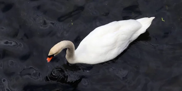 美丽的一对白天鹅在平静的水面上游泳 — 图库照片