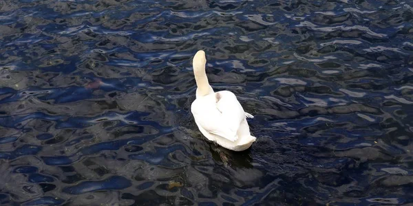 Belo Par Cisnes Brancos Natação Uma Superfície Água Calma — Fotografia de Stock