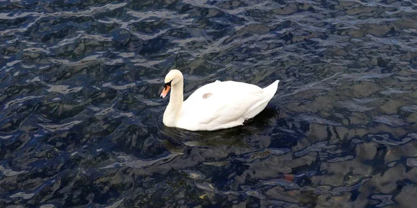 美丽的一对白天鹅在平静的水面上游泳 — 图库照片