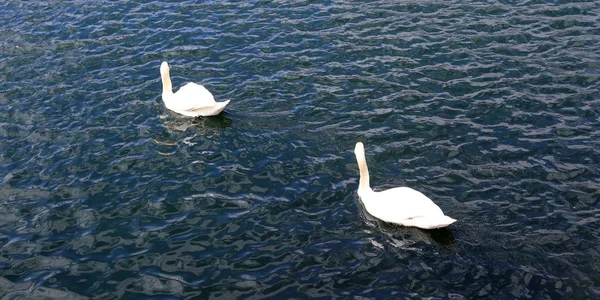 Piękna Para Białych Łabędzi Pływanie Spokojną Powierzchnię Wody — Zdjęcie stockowe