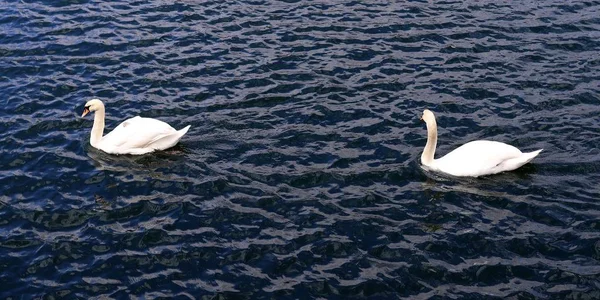 Belo Par Cisnes Brancos Natação Uma Superfície Água Calma — Fotografia de Stock