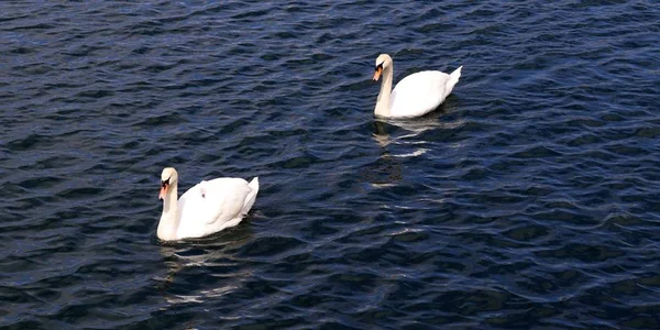 Belo Par Cisnes Brancos Natação Uma Superfície Água Calma — Fotografia de Stock