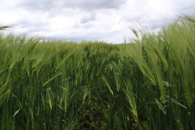 Rüzgarda savrulan tarımsal buğday tarlasına yakın güzel bir yer.