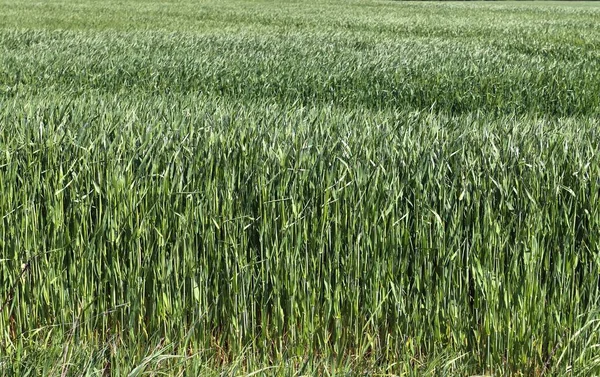 Schöne Nahaufnahme Eines Landwirtschaftlichen Weizenfeldes Das Sich Wind Bewegt — Stockfoto