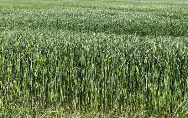 Beautiful close up of an agricultural wheat crop field moving in the wind