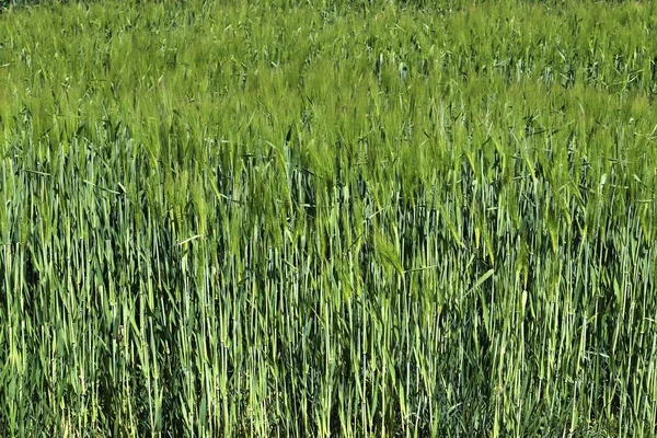Vacker Närbild Ett Fält Jordbruksvete Gröda Rör Sig Vinden — Stockfoto