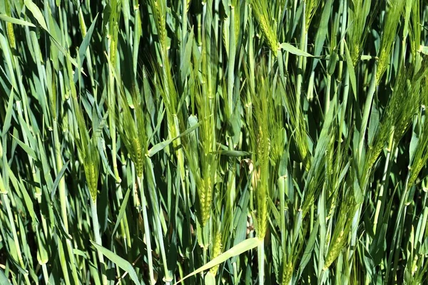 Hermoso Primer Plano Campo Cultivo Trigo Agrícola Moviéndose Viento — Foto de Stock