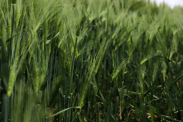 Красива Крупним Планом Сільськогосподарське Пшеничне Посівне Поле Рухається Вітрі — стокове фото