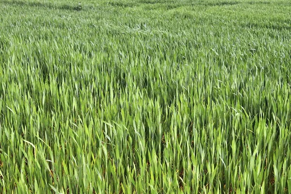 Schöne Nahaufnahme Eines Landwirtschaftlichen Weizenfeldes Das Sich Wind Bewegt — Stockfoto