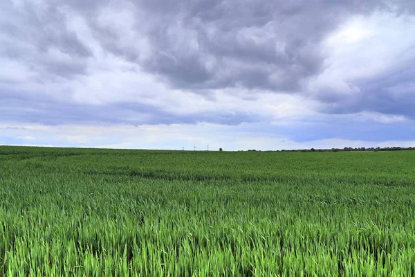 一个在风中飘扬的农业麦田的美丽的近景 — 图库照片